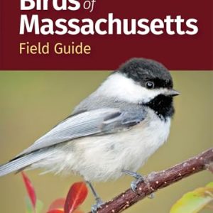 Birds of Massachusetts Field Guide (Bird Identification Guides)